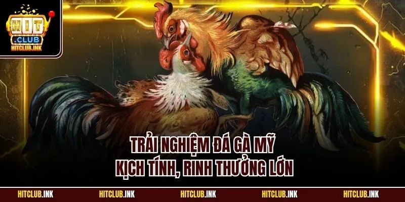 Trải nghiệm đá gà Mỹ kịch tính, rinh thưởng lớn